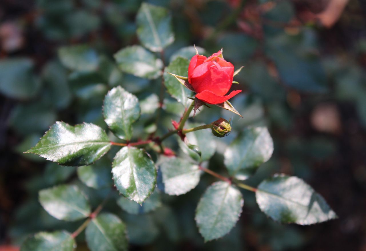 Feature image